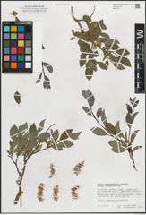 Foto von Salix myrsinifolia subsp. myrsinifolia Salisb.